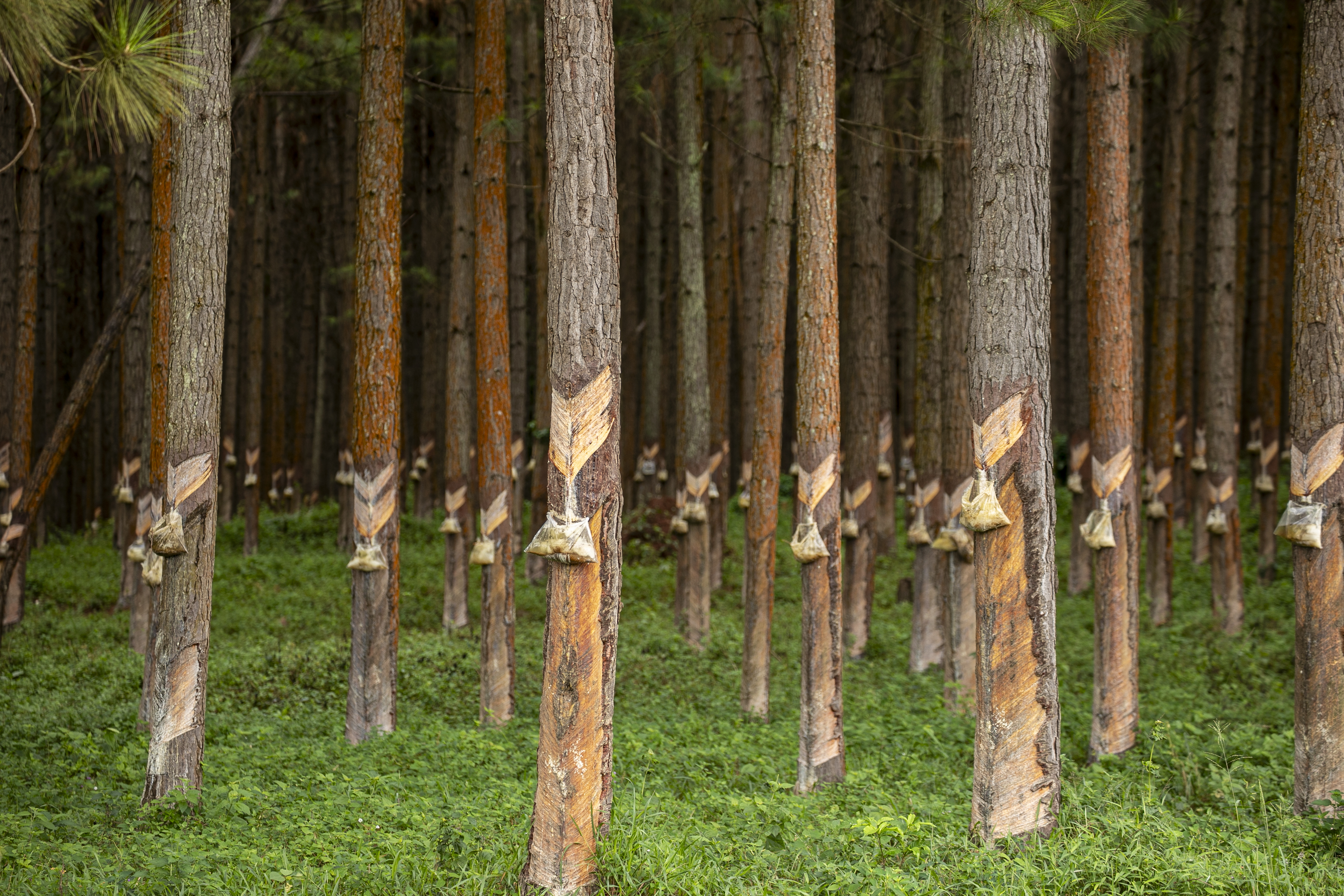 2023_FSC Africa_Jinja, Uganda_Forest Management in FSC Certified Concession BFC_(c) FSC Africa_Smith Oltega 